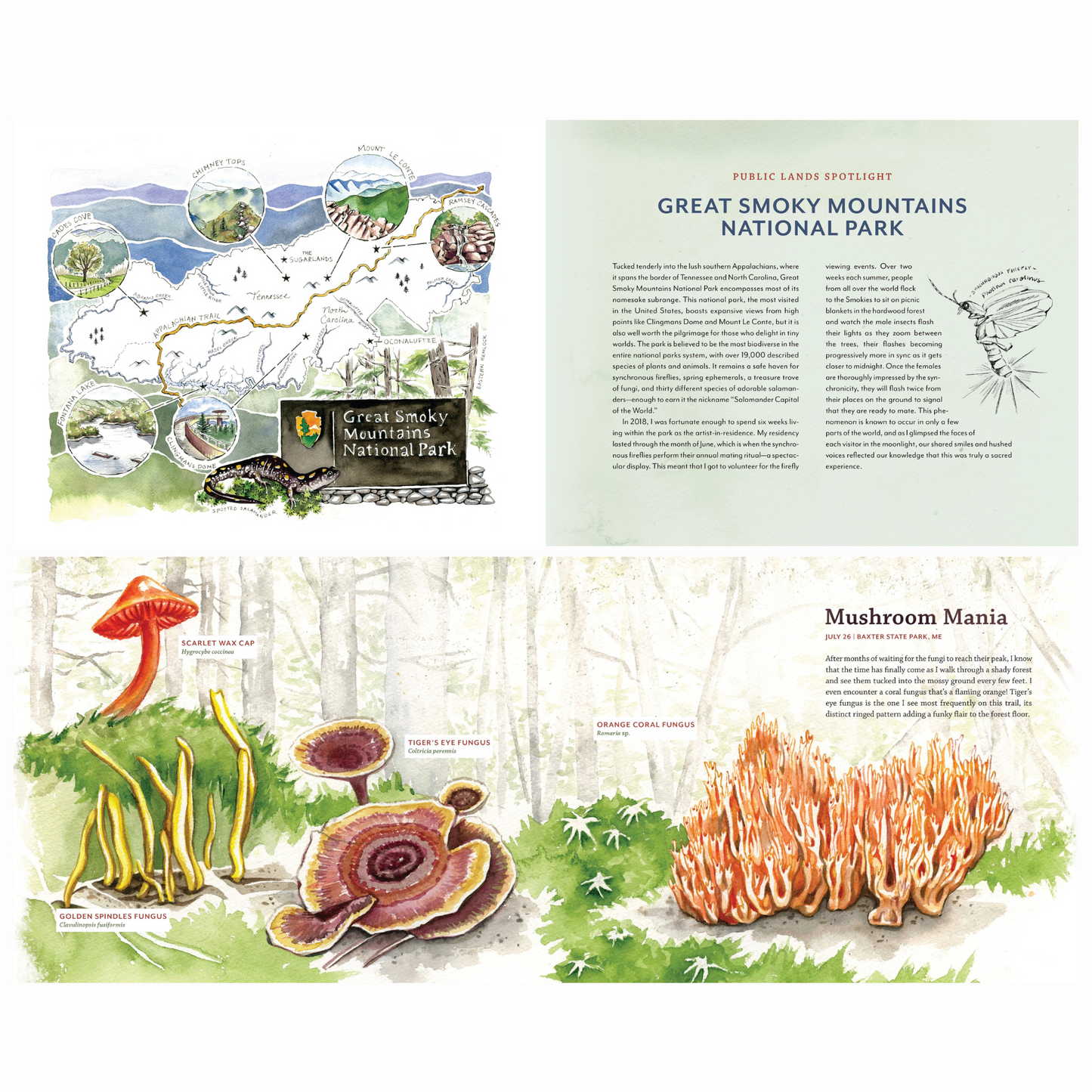 Tiny Worlds of the Appalachian Mountains