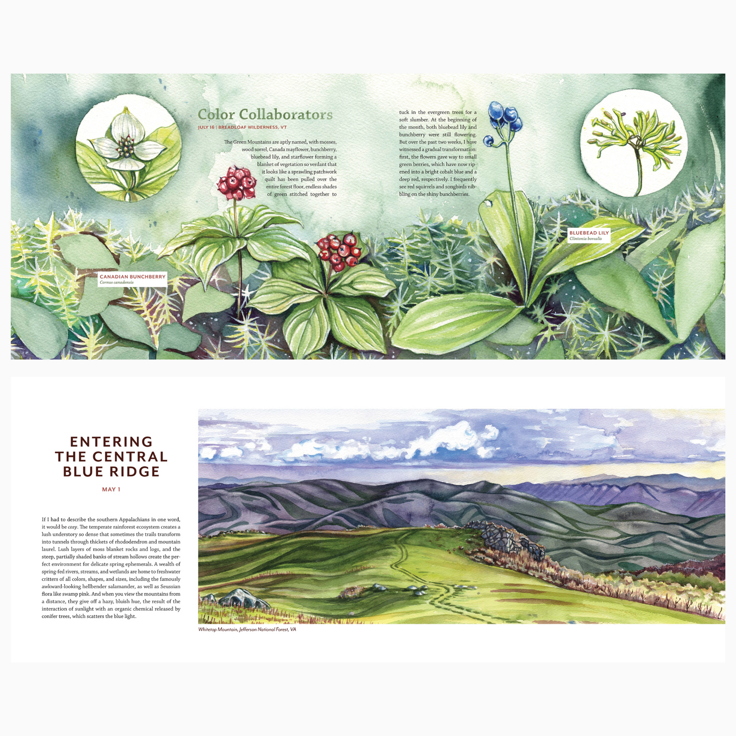 Tiny Worlds of the Appalachian Mountains