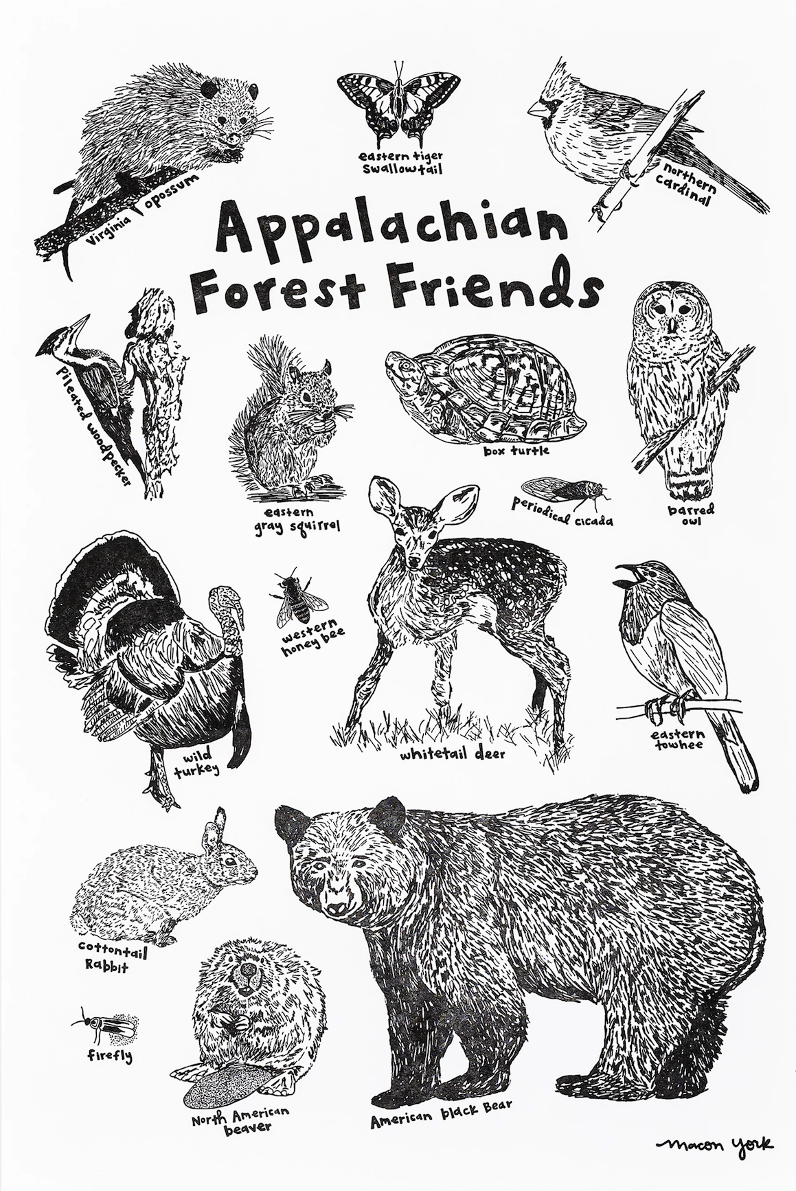 Print - Appalachian Forest Friends